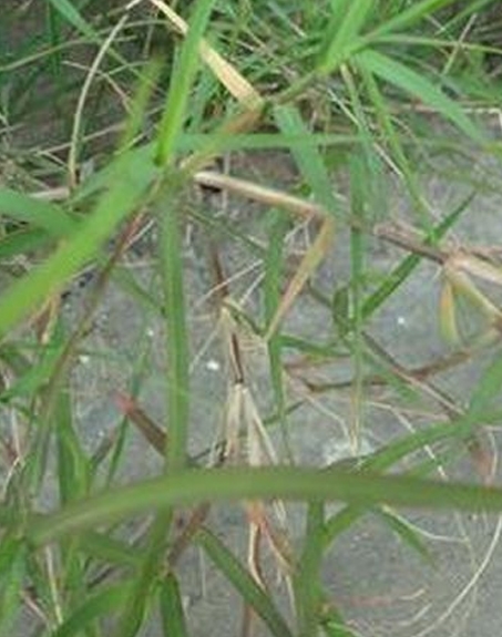 標(biāo)題：狗牙根
瀏覽次數(shù)：2836
發(fā)表時(shí)間：2017-11-02