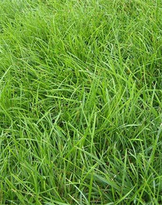 標題：高羊茅
瀏覽次數(shù)：3110
發(fā)表時間：2017-11-02