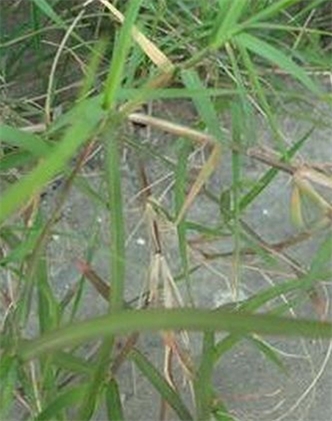 標題：狗牙根
瀏覽次數(shù)：2835
發(fā)表時間：2017-11-02