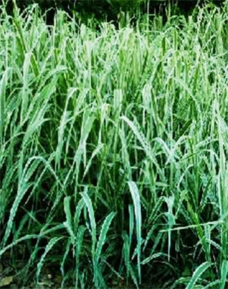 標(biāo)題：紫羊茅
瀏覽次數(shù)：3363
發(fā)表時(shí)間：2017-11-02