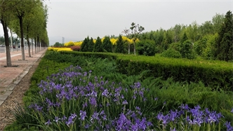 標(biāo)題：張家口經(jīng)開區(qū)秋季清水河生態(tài)綠廊建
瀏覽次數(shù)：2592
發(fā)表時(shí)間：2020-10-16