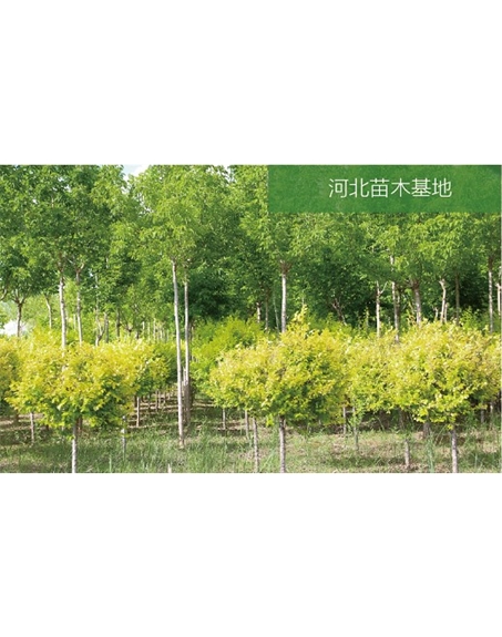 標(biāo)題：苗木基地
瀏覽次數(shù)：2398
發(fā)表時間：2020-10-17