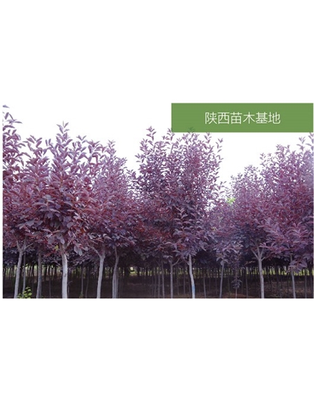 標(biāo)題：苗木基地
瀏覽次數(shù)：2412
發(fā)表時(shí)間：2020-10-17