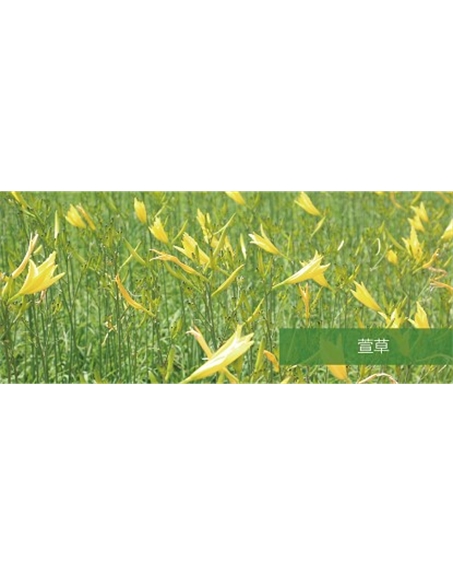 標題：地被
瀏覽次數(shù)：1845
發(fā)表時間：2020-10-17