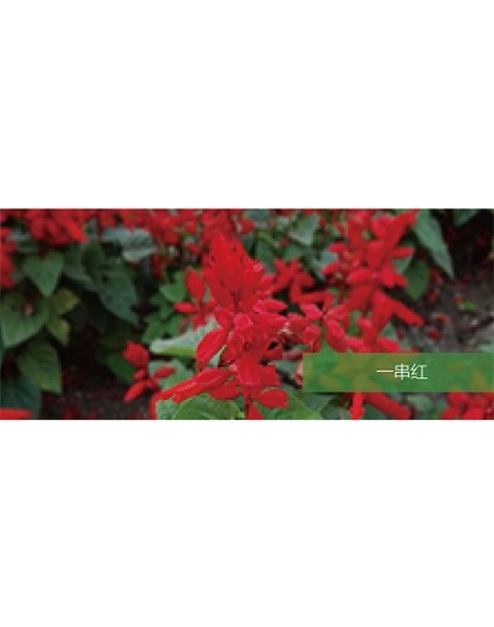 標(biāo)題：地被
瀏覽次數(shù)：2086
發(fā)表時(shí)間：2020-10-17