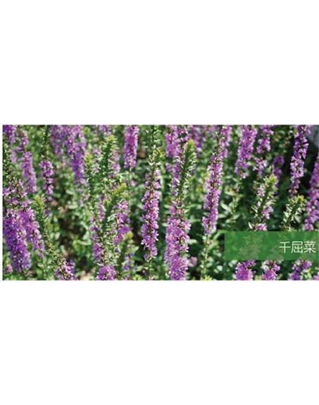 標(biāo)題：地被
瀏覽次數(shù)：2111
發(fā)表時(shí)間：2020-10-17