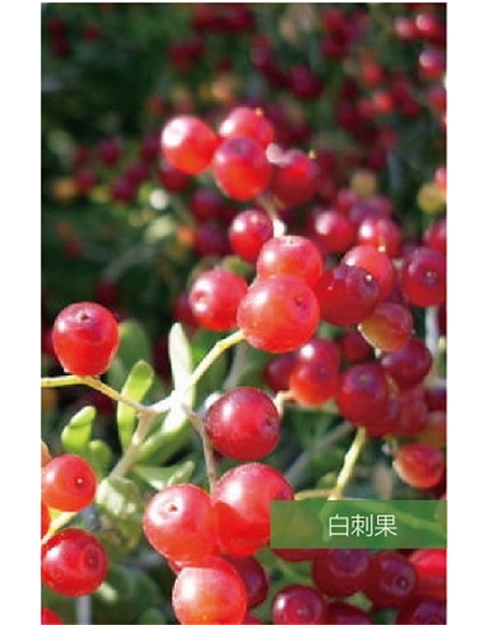 標(biāo)題：名貴樹種
瀏覽次數(shù)：1718
發(fā)表時間：2020-10-17