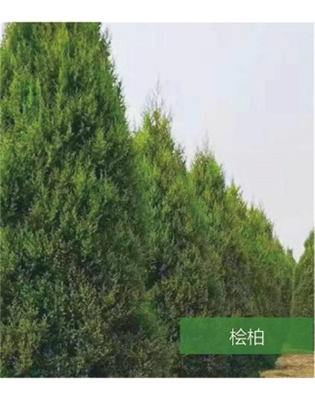 標題：名貴樹種
瀏覽次數(shù)：1652
發(fā)表時間：2020-10-17
