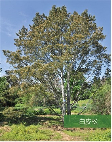 標題：名貴樹種
瀏覽次數(shù)：2317
發(fā)表時間：2020-10-17