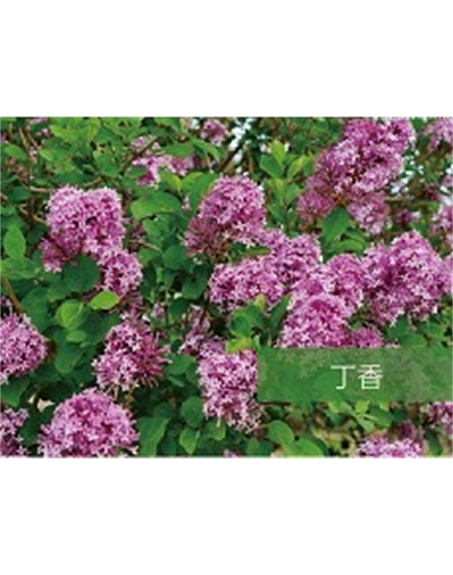 標(biāo)題：喬灌木
瀏覽次數(shù)：1619
發(fā)表時間：2020-10-17