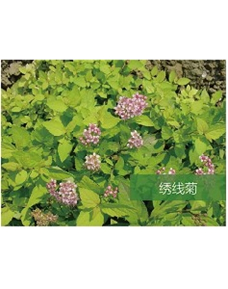 標題：喬灌木
瀏覽次數(shù)：1827
發(fā)表時間：2020-10-17