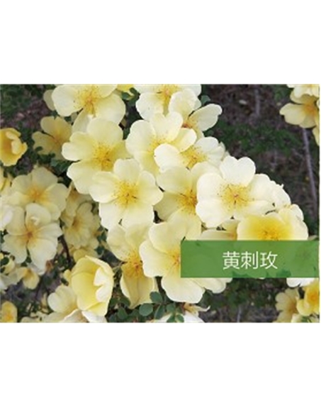 標題：喬灌木
瀏覽次數(shù)：1646
發(fā)表時間：2020-10-17