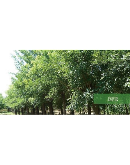 標(biāo)題：喬灌木
瀏覽次數(shù)：1891
發(fā)表時間：2020-10-17