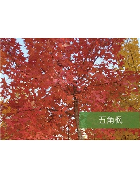 標(biāo)題：喬灌木
瀏覽次數(shù)：1781
發(fā)表時(shí)間：2020-10-17
