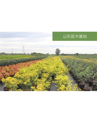 標(biāo)題：苗木基地
瀏覽次數(shù)：2429
發(fā)表時(shí)間：2020-10-17