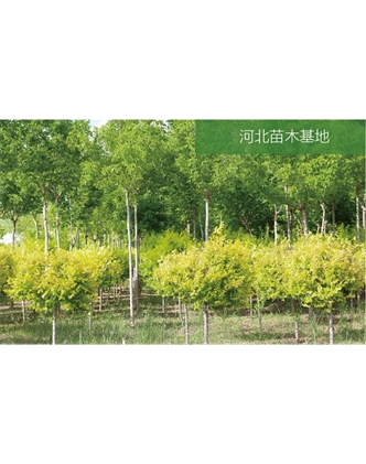 標(biāo)題：苗木基地
瀏覽次數(shù)：2397
發(fā)表時(shí)間：2020-10-17