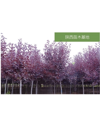 標(biāo)題：苗木基地
瀏覽次數(shù)：2411
發(fā)表時(shí)間：2020-10-17