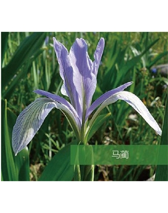 標(biāo)題：地被
瀏覽次數(shù)：1754
發(fā)表時間：2020-10-17