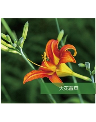 標(biāo)題：地被
瀏覽次數(shù)：1732
發(fā)表時間：2020-10-17
