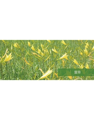 標(biāo)題：地被
瀏覽次數(shù)：1844
發(fā)表時間：2020-10-17