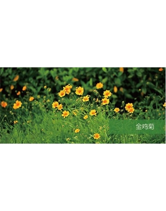 標題：地被
瀏覽次數(shù)：2161
發(fā)表時間：2020-10-17