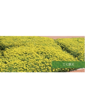 標題：地被
瀏覽次數(shù)：2224
發(fā)表時間：2020-10-17