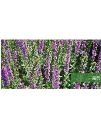 標題：地被
瀏覽次數(shù)：2110
發(fā)表時間：2020-10-17