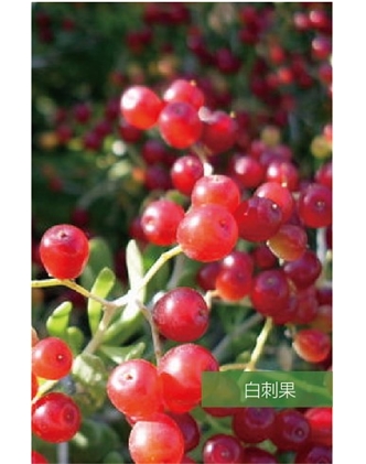 標題：名貴樹種
瀏覽次數(shù)：1717
發(fā)表時間：2020-10-17