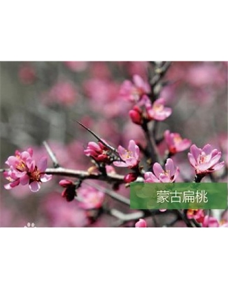 標題：名貴樹種
瀏覽次數(shù)：1673
發(fā)表時間：2020-10-17