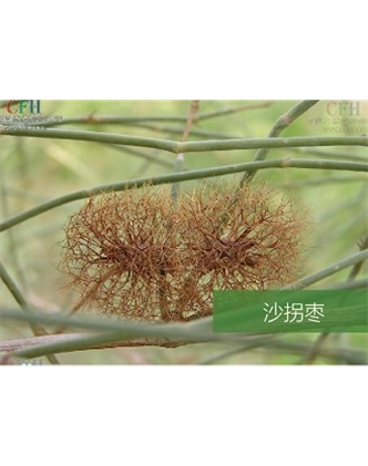 標(biāo)題：名貴樹種
瀏覽次數(shù)：1841
發(fā)表時間：2020-10-17