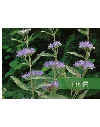 標(biāo)題：名貴樹種
瀏覽次數(shù)：1659
發(fā)表時間：2020-10-17