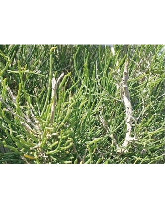 標(biāo)題：名貴樹種
瀏覽次數(shù)：1859
發(fā)表時間：2020-10-17