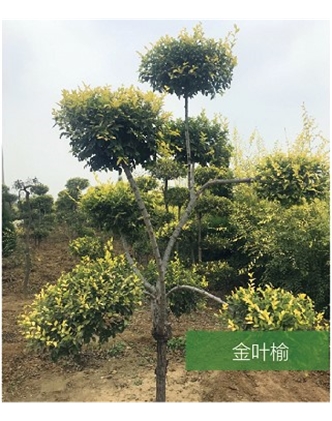 標(biāo)題：名貴樹種
瀏覽次數(shù)：1722
發(fā)表時間：2020-10-17