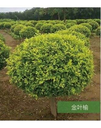 標題：名貴樹種
瀏覽次數(shù)：1732
發(fā)表時間：2020-10-17