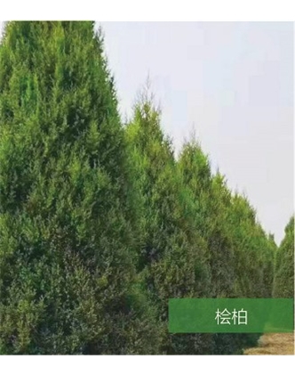 標題：名貴樹種
瀏覽次數(shù)：1650
發(fā)表時間：2020-10-17
