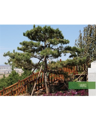 標題：名貴樹種
瀏覽次數(shù)：1689
發(fā)表時間：2020-10-17
