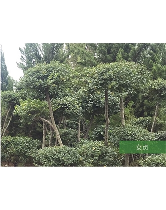 標題：名貴樹種
瀏覽次數(shù)：1686
發(fā)表時間：2020-10-17