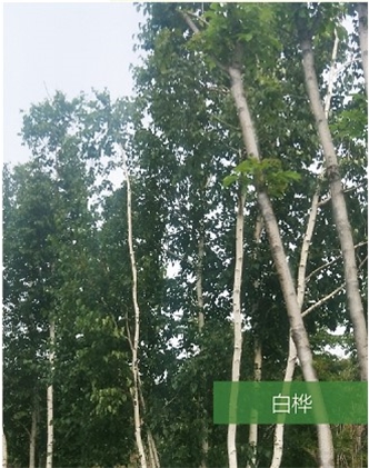 標題：名貴樹種
瀏覽次數(shù)：1791
發(fā)表時間：2020-10-17