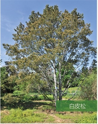 標題：名貴樹種
瀏覽次數(shù)：2316
發(fā)表時間：2020-10-17