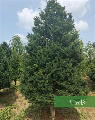 標題：名貴樹種
瀏覽次數(shù)：2155
發(fā)表時間：2020-10-17