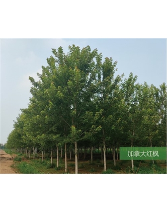 標題：名貴樹種
瀏覽次數(shù)：2022
發(fā)表時間：2020-10-17
