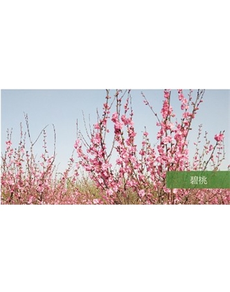 標(biāo)題：喬灌木
瀏覽次數(shù)：1635
發(fā)表時間：2020-10-17