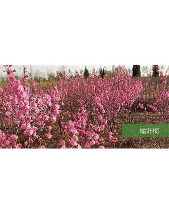標(biāo)題：喬灌木
瀏覽次數(shù)：1680
發(fā)表時間：2020-10-17