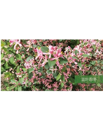 標(biāo)題：喬灌木
瀏覽次數(shù)：1628
發(fā)表時間：2020-10-17