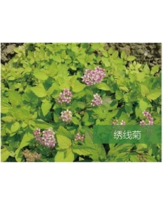 標(biāo)題：喬灌木
瀏覽次數(shù)：1826
發(fā)表時間：2020-10-17