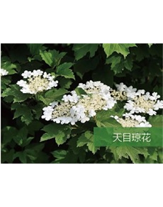 標(biāo)題：喬灌木
瀏覽次數(shù)：1818
發(fā)表時間：2020-10-17