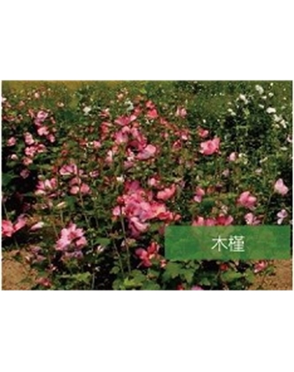 標(biāo)題：?jiǎn)坦嗄?瀏覽次數(shù)：1822
發(fā)表時(shí)間：2020-10-17