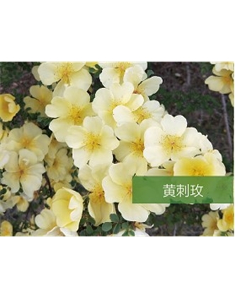 標(biāo)題：?jiǎn)坦嗄?瀏覽次數(shù)：1645
發(fā)表時(shí)間：2020-10-17