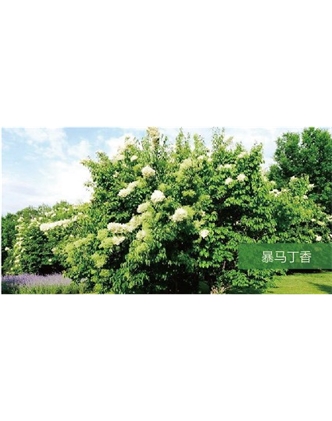 標(biāo)題：?jiǎn)坦嗄?瀏覽次數(shù)：1880
發(fā)表時(shí)間：2020-10-17