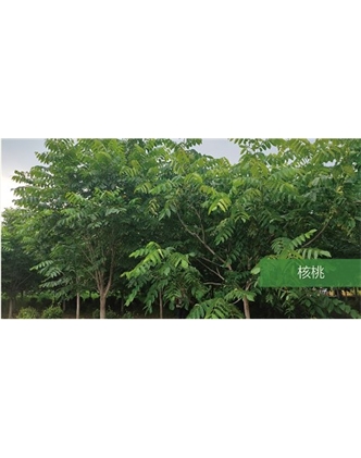 標(biāo)題：?jiǎn)坦嗄?瀏覽次數(shù)：1711
發(fā)表時(shí)間：2020-10-17